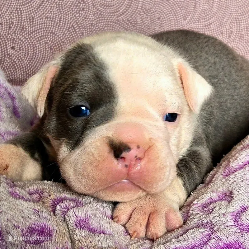 Azul – Olde English Bulldogge puppy for sale in Frederick, OK