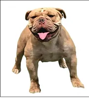 Skyye, a female Olde English Bulldogge for sale in Frederick, OK – 9 of 9