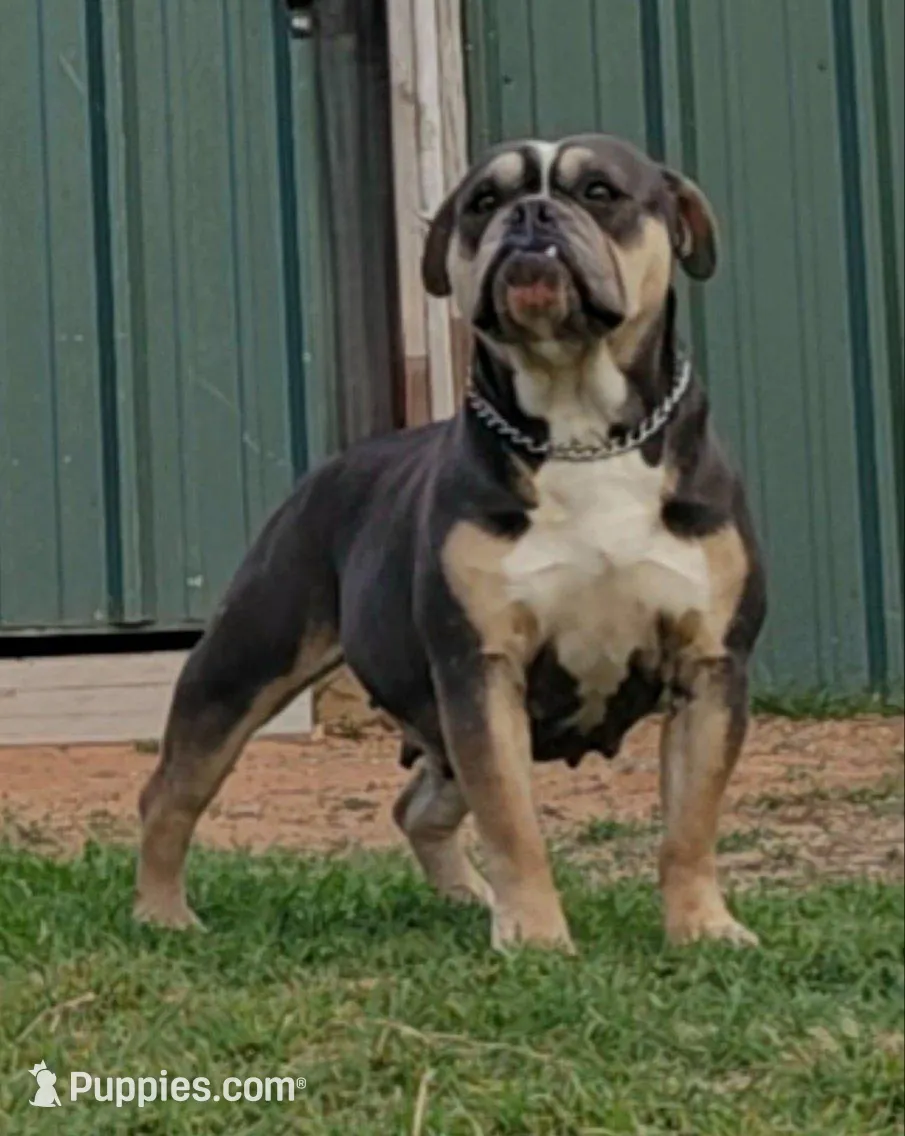 Mousse, a female Olde English Bulldogge for sale in Frederick, OK – Photo 3 of 3