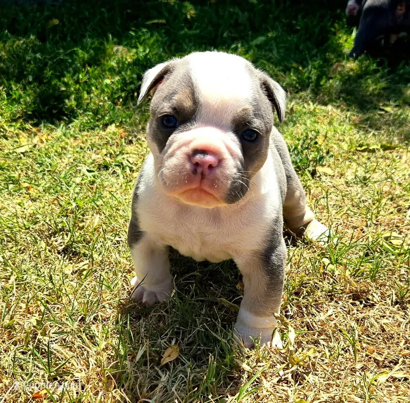 Rocco – Olde English Bulldogge puppy for sale in Frederick, OK