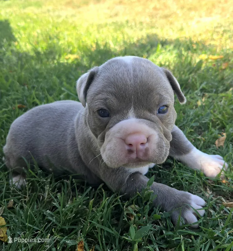 Jewel – Olde English Bulldogge puppy for sale in Frederick, OK