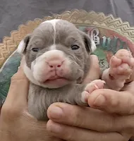 Jewel, a female Olde English Bulldogge for sale in Frederick, OK – Photo 1 of 3