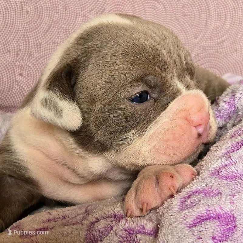 Jewel – Olde English Bulldogge puppy for sale in Frederick, OK