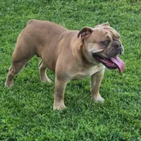 Diamond, a female Olde English Bulldogge for sale in Frederick, OK – 3 of 3