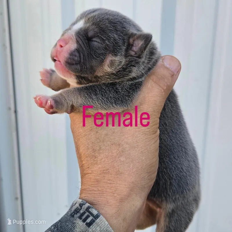 Ruby – Olde English Bulldogge puppy for sale in Frederick, OK