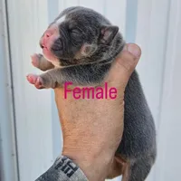 Ruby, a female Olde English Bulldogge for sale in Frederick, OK – 1 of 3