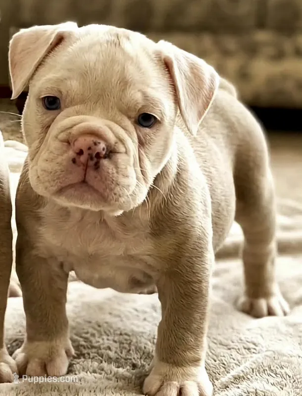 Diamond – Olde English Bulldogge puppy for sale in Frederick, OK