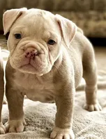 Diamond, a female Olde English Bulldogge for sale in Frederick, OK – 1 of 3