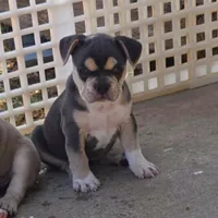 X-Jean Grey, a female Olde English Bulldogge for sale in Frederick, OK – 2 of 8