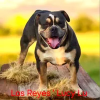 Zeus , a male Olde English Bulldogge for sale in Frederick, OK – 3 of 3
