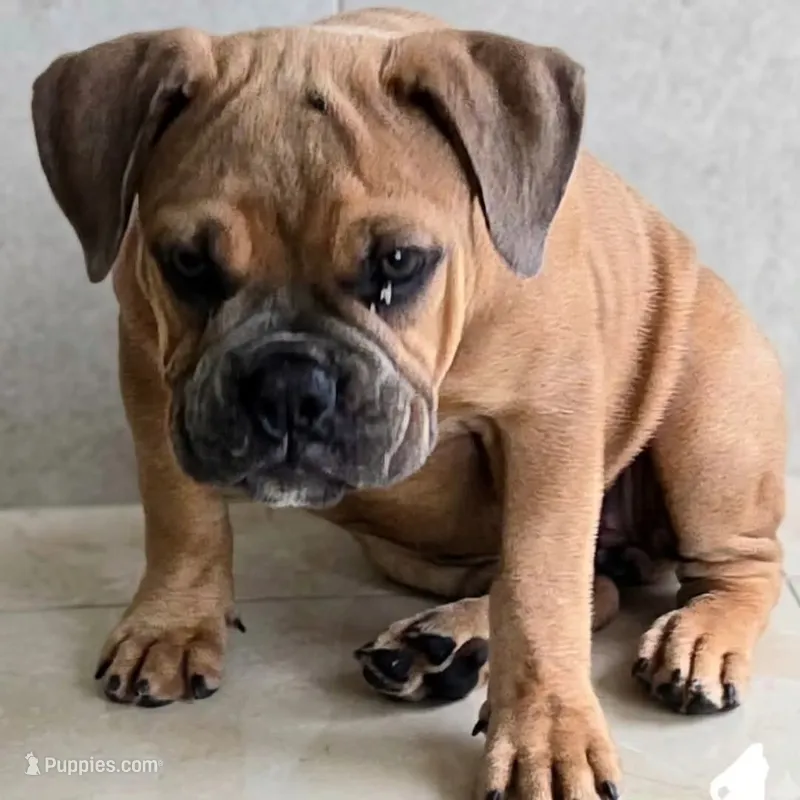 Sable – Olde English Bulldogge puppy for sale in Frederick, OK