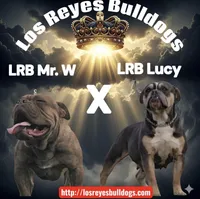 Diesel, a male Olde English Bulldogge for sale in Dallas, TX – Photo 2 of 3