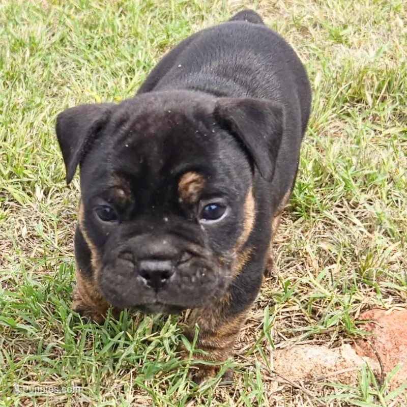 Diesel – Olde English Bulldogge puppy for sale in Frederick, OK