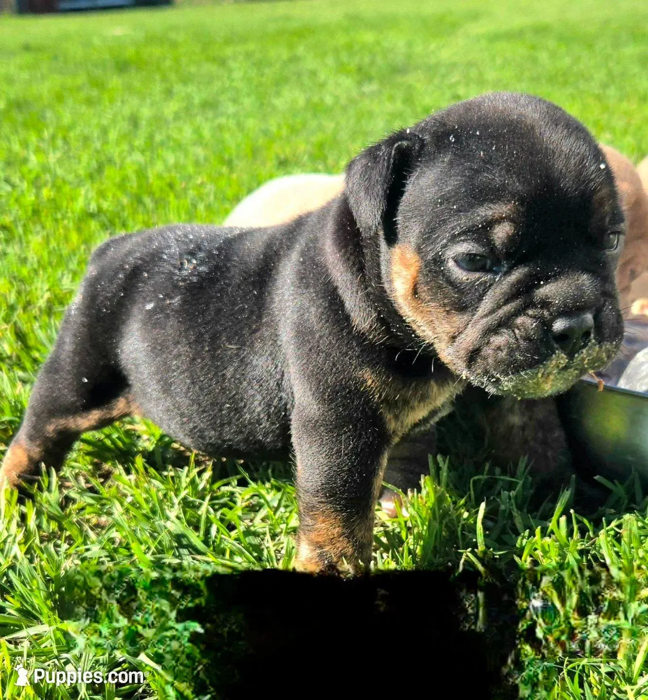 Diesel, a male Olde English Bulldogge for sale in Frederick, OK – Photo 2 of 4