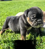 Diesel, a male Olde English Bulldogge for sale in Dallas, TX – Photo 3 of 3