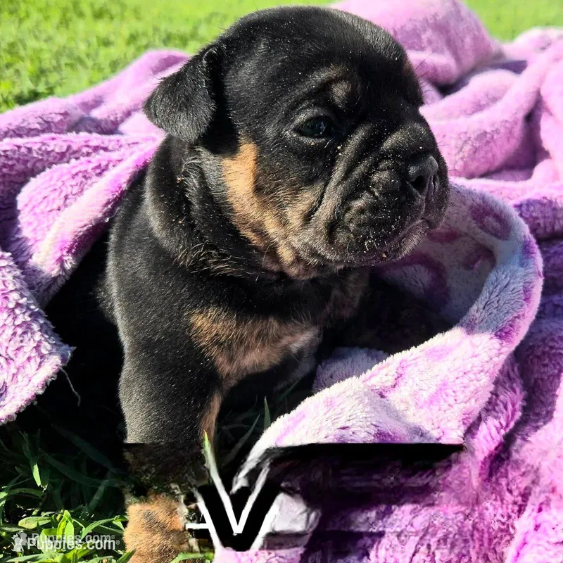 Diesel – Olde English Bulldogge puppy for sale in Frederick, OK