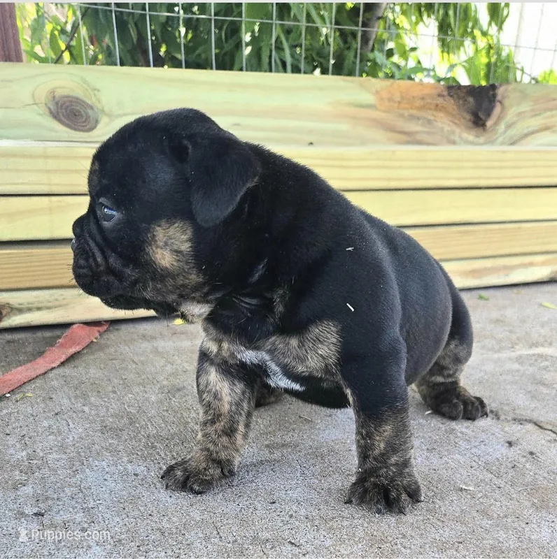 Diesel – Olde English Bulldogge puppy for sale in Frederick, OK