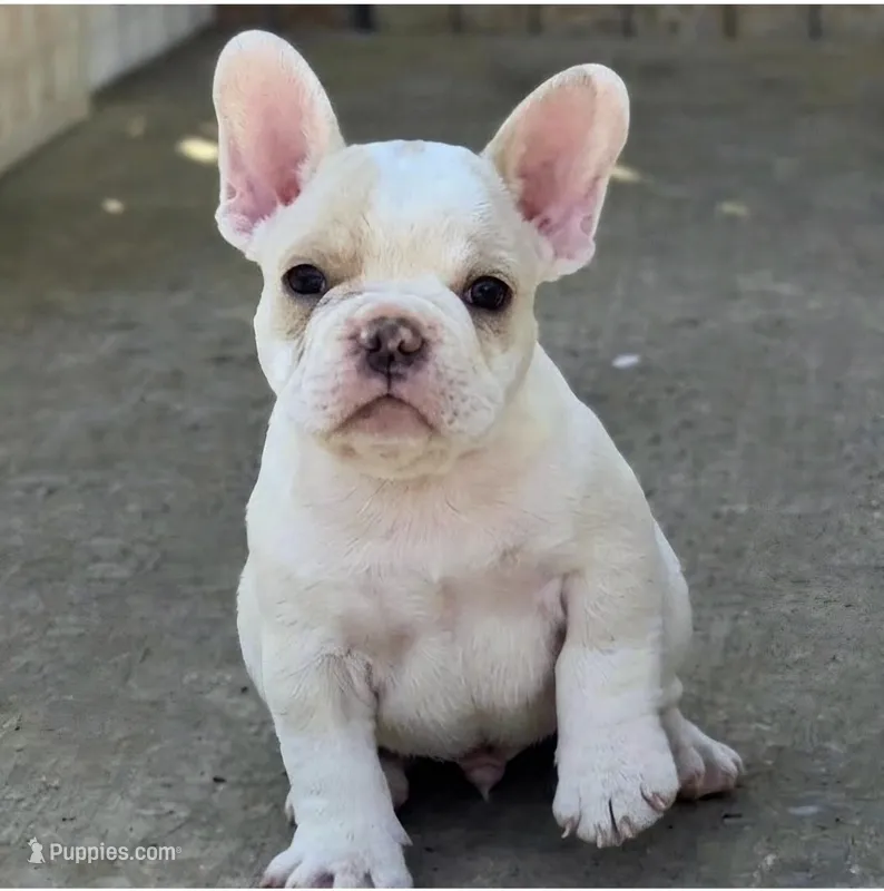 Los Reyes' X-Gambit aka Remy – French Bulldog, Olde English Bulldogge puppy for sale in Frederick, OK