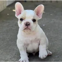 Los Reyes' X-Gambit aka Remy, a male French Bulldog and Olde English Bulldogge for sale in Frederick, OK – 1 of 6