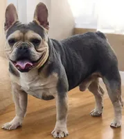 Nala , a female French Bulldog and Olde English Bulldogge for sale in Frederick, OK – 2 of 3