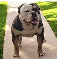 Rocco, a male Olde English Bulldogge for sale in Frederick, OK – Photo 2 of 3
