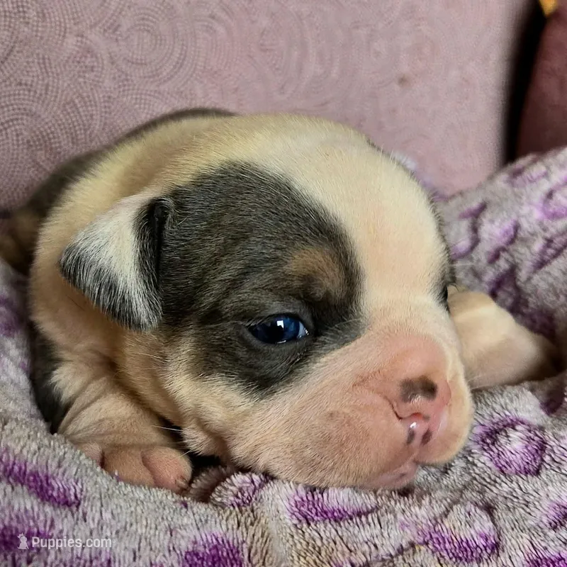 Rocco – Olde English Bulldogge puppy for sale in Frederick, OK