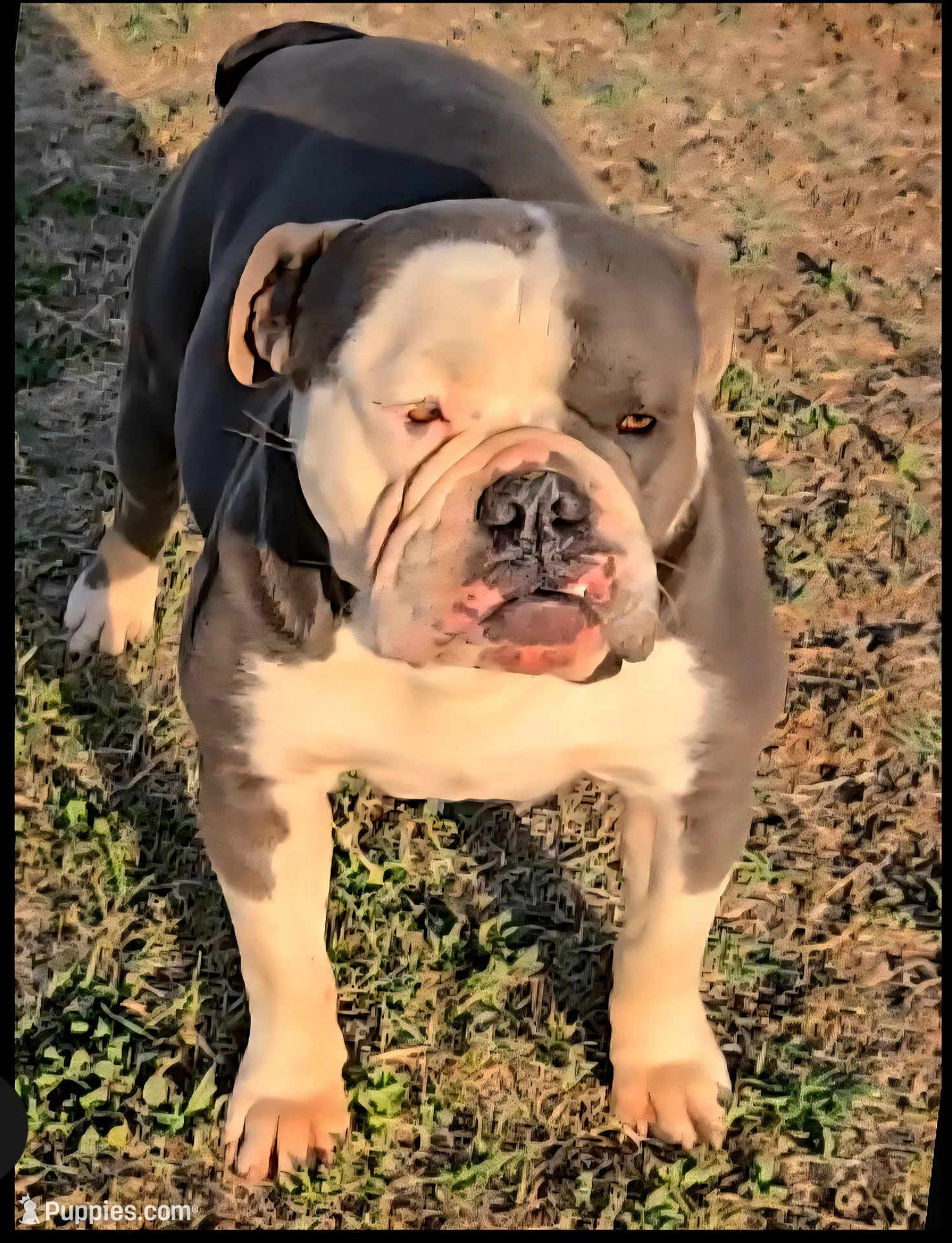 Rocco, a male Olde English Bulldogge for sale in Frederick, OK – Photo 3 of 3