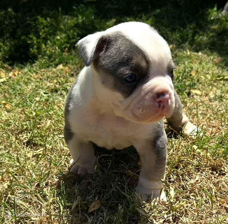 Rocco – Olde English Bulldogge puppy for sale in Frederick, OK