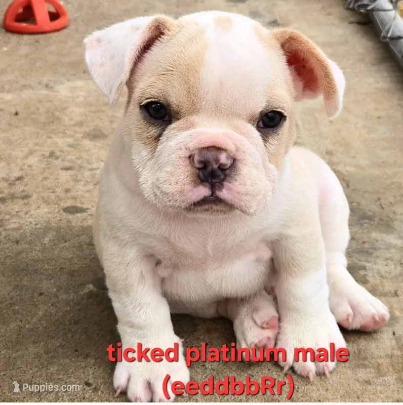 Los Reyes' X-Gambit aka Remy – French Bulldog, Olde English Bulldogge puppy for sale in Frederick, OK