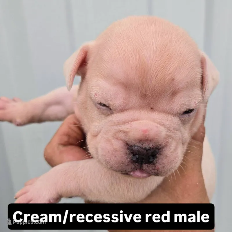 Blanco – Olde English Bulldogge puppy for sale in Frederick, OK