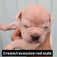 Blanco, a male Olde English Bulldogge for sale in Frederick, OK – 1 of 3
