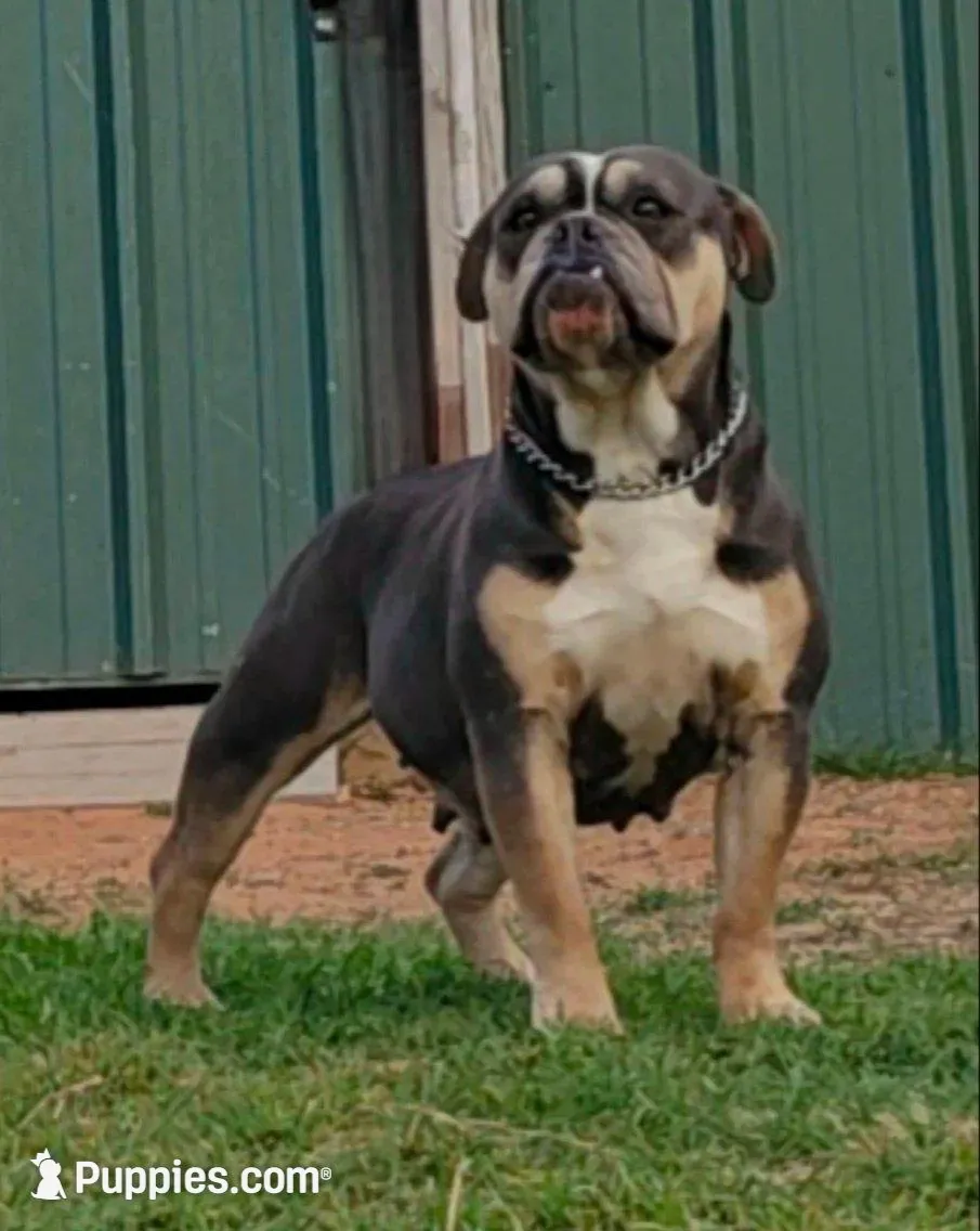 Diesel, a male Olde English Bulldogge for sale in Frederick, OK – Photo 3 of 4