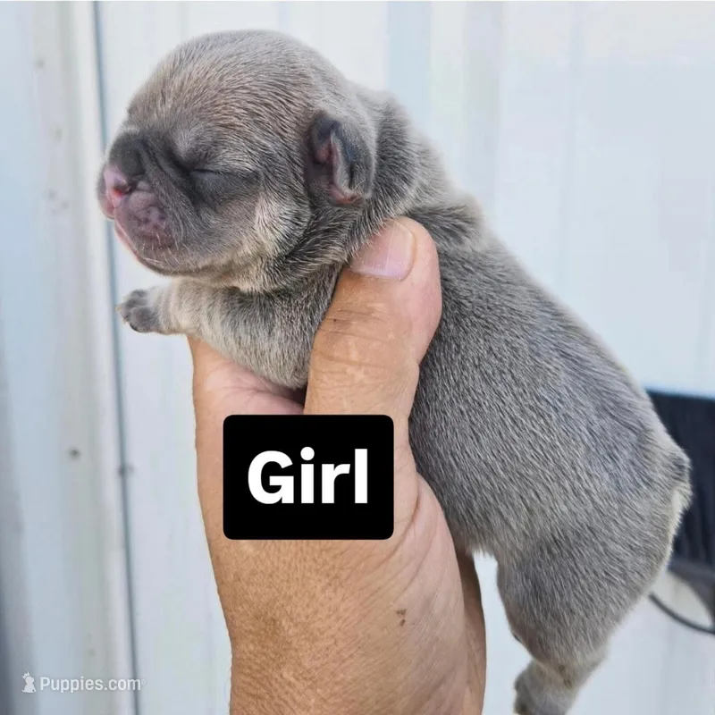 Roxy – French Bulldog, Olde English Bulldogge puppy for sale in Frederick, OK