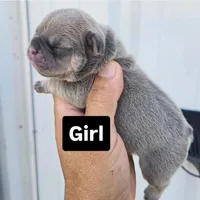 Roxy, a female French Bulldog and Olde English Bulldogge for sale in Frederick, OK – 1 of 3