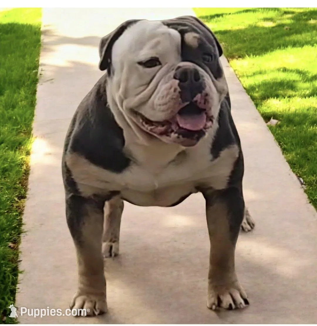 Jewel, a female Olde English Bulldogge for sale in Frederick, OK – Photo 2 of 3