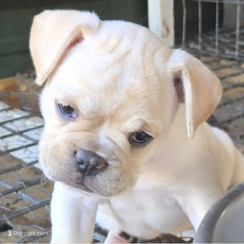 Nala  – French Bulldog, Olde English Bulldogge puppy for sale in Frederick, OK