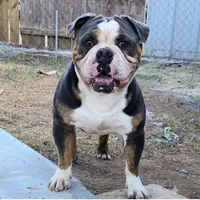 Ruby, a female Olde English Bulldogge for sale in Frederick, OK – 2 of 3