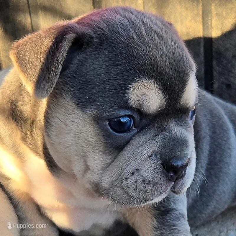 Luna – Olde English Bulldogge puppy for sale in Frederick, OK