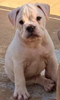 Extreme Clean, a male Olde English Bulldogge for sale in Frederick, OK – 2 of 9