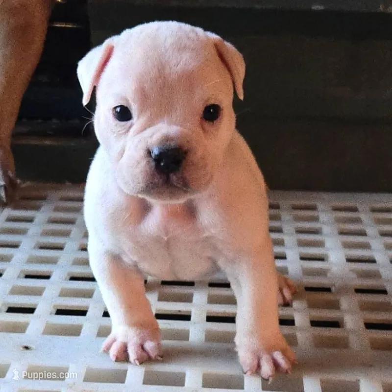 Extreme Clean – Olde English Bulldogge puppy for sale in Frederick, OK