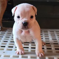 Extreme Clean, a male Olde English Bulldogge for sale in Frederick, OK – 1 of 4