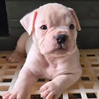 Extreme Clean, a male Olde English Bulldogge for sale in Frederick, OK – 6 of 9