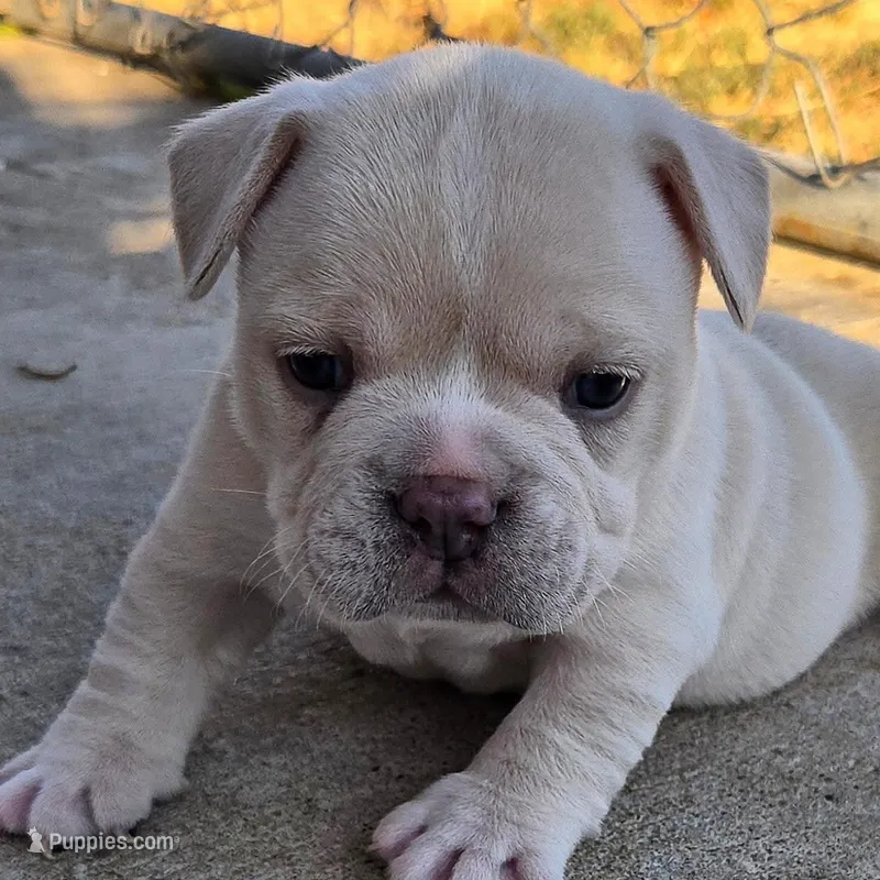 Nala  – French Bulldog, Olde English Bulldogge puppy for sale in Frederick, OK