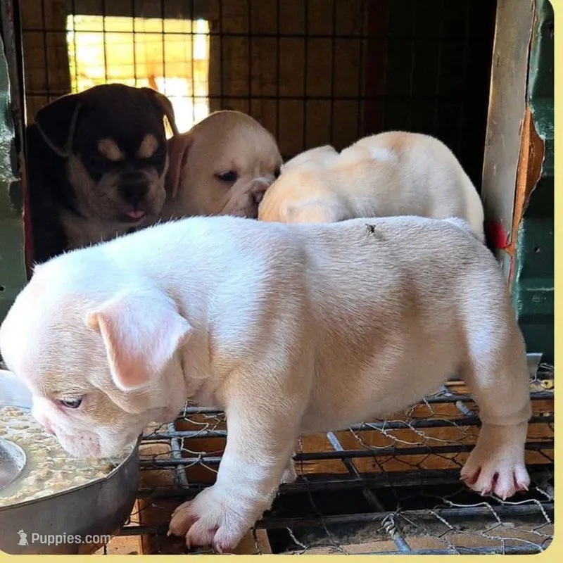 Diesel – French Bulldog, Olde English Bulldogge puppy for sale in Frederick, OK
