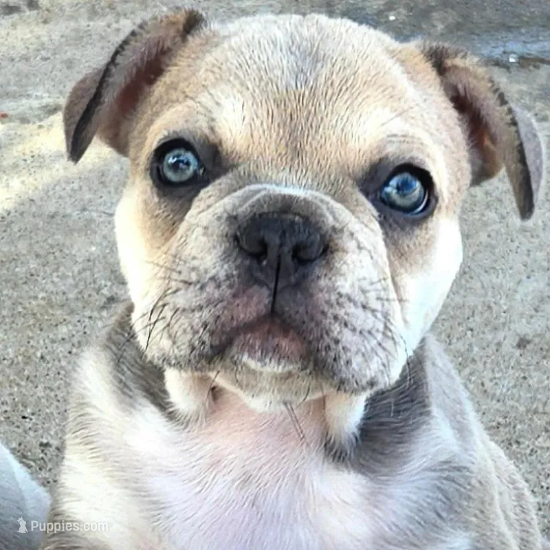 X-Ororo – French Bulldog, Olde English Bulldogge puppy for sale in Frederick, OK