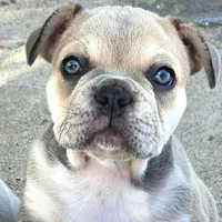 X-Ororo, a female French Bulldog and Olde English Bulldogge for sale in Frederick, OK – 1 of 7