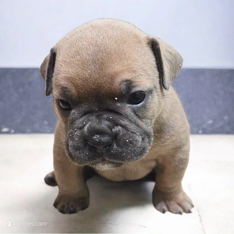 Mousse – Olde English Bulldogge puppy for sale in Frederick, OK