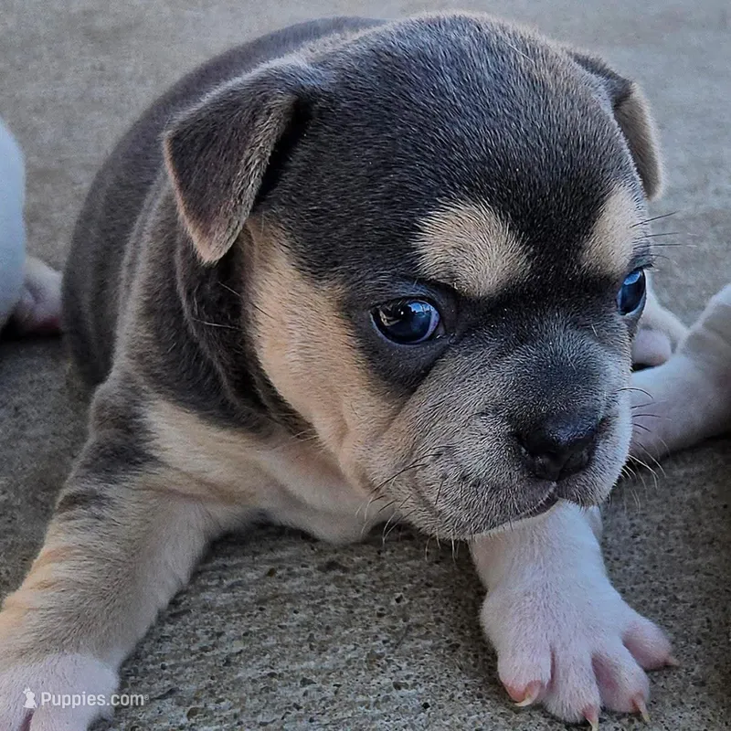 Luna – Olde English Bulldogge puppy for sale in Frederick, OK