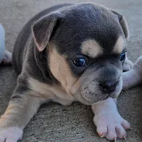 X-Jean Grey, a female Olde English Bulldogge for sale in Frederick, OK – 5 of 8