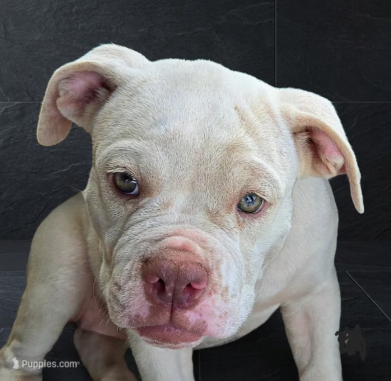 Titanium  – Olde English Bulldogge puppy for sale in Frederick, OK